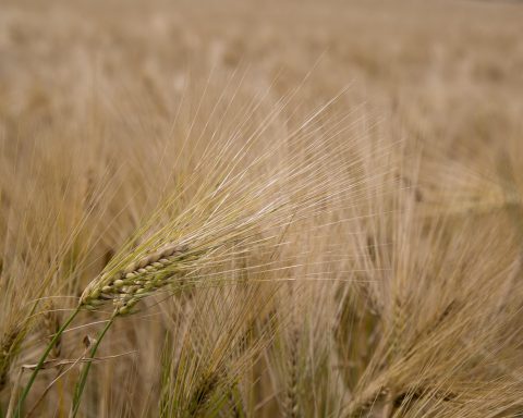 Een glutenvrij brood op een houten snijplank