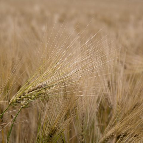 Een glutenvrij brood op een houten snijplank