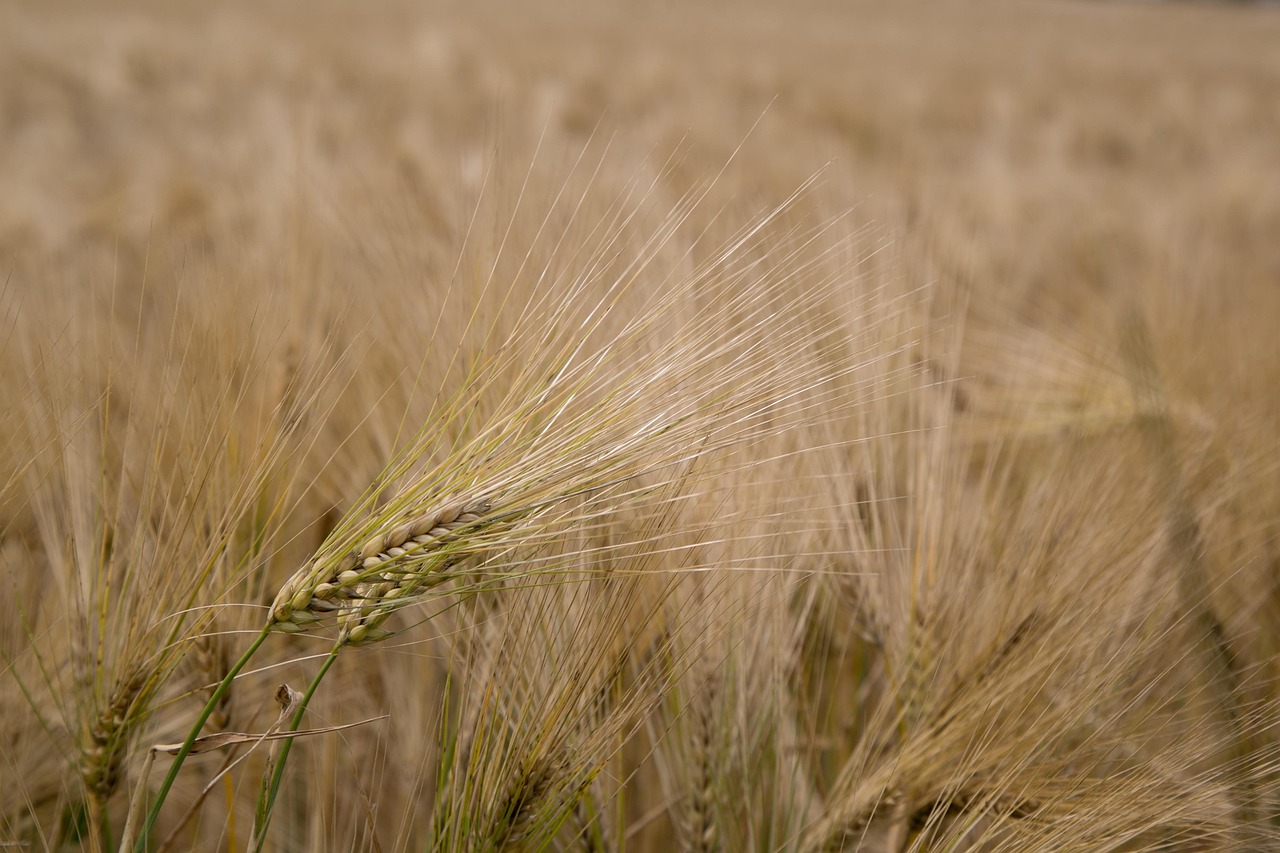 Een glutenvrij brood op een houten snijplank