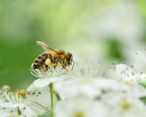 Iemand die niest in een zonnig park met hoog gras, symbolisch voor hooikoorts in de zomer