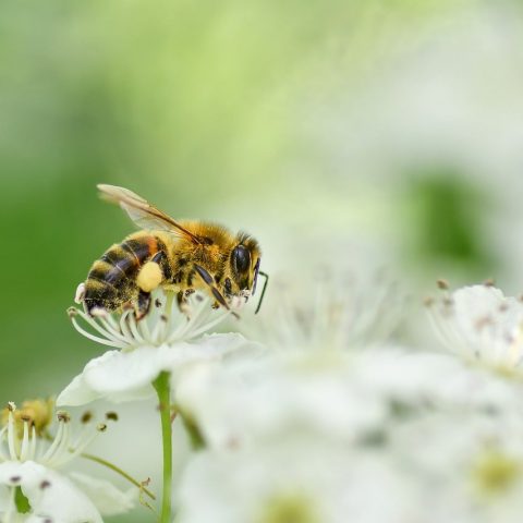 Iemand die niest in een zonnig park met hoog gras, symbolisch voor hooikoorts in de zomer