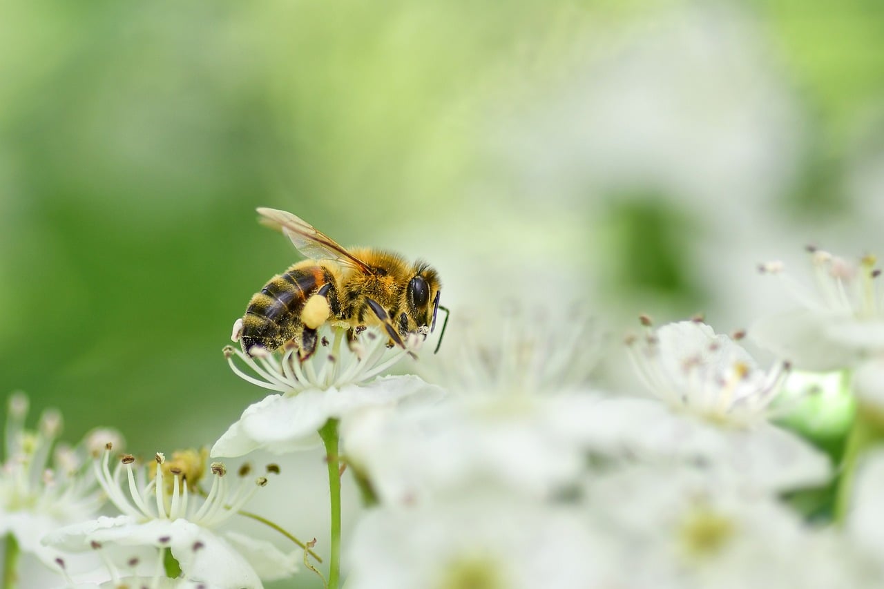 Iemand die niest in een zonnig park met hoog gras, symbolisch voor hooikoorts in de zomer