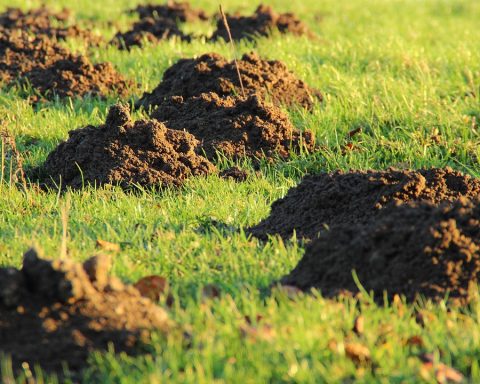 Dermatoloog die een moedervlek op de huid van een patiënt onderzoekt met een vergrootglas