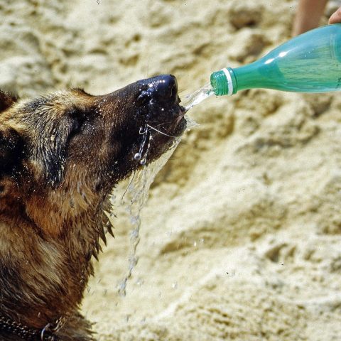 Persoon die een glas water drinkt op een warme zomerdag buiten