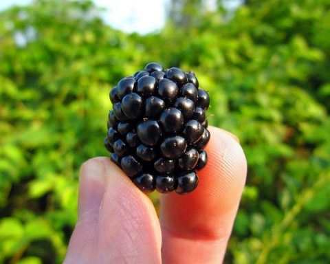 Diverse vezelrijke voedingsmiddelen zoals havermout, peulvruchten, volkoren brood en verse groenten op een houten tafel