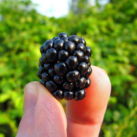 Diverse vezelrijke voedingsmiddelen zoals havermout, peulvruchten, volkoren brood en verse groenten op een houten tafel